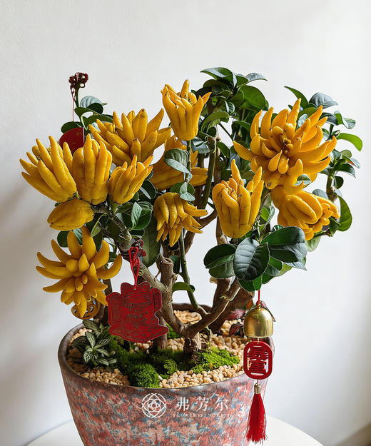 马上有喜-金佛手 商品图1