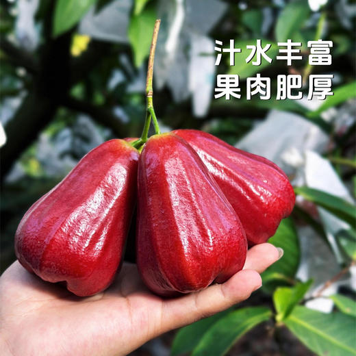 【黑金刚莲雾】汁水丰富果肉肥厚 一口爆汁清爽回甘 商品图1