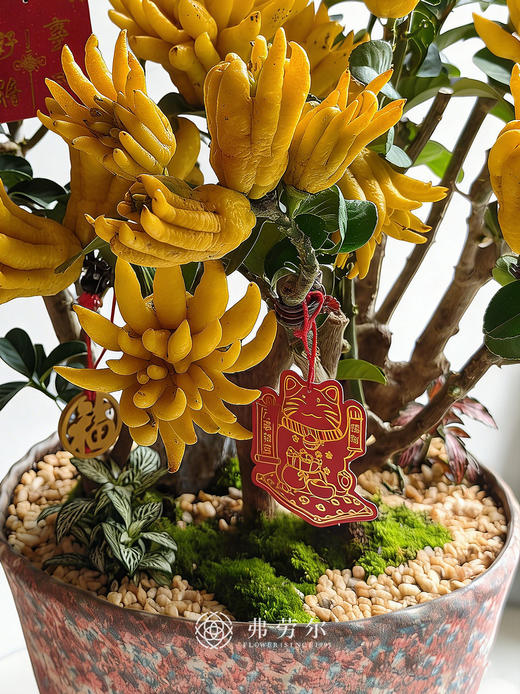 马上有喜-金佛手 商品图2