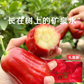 【黑金刚莲雾】汁水丰富果肉肥厚 一口爆汁清爽回甘