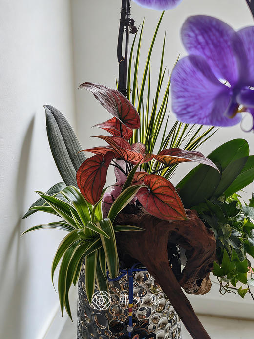 马力全开 商品图1