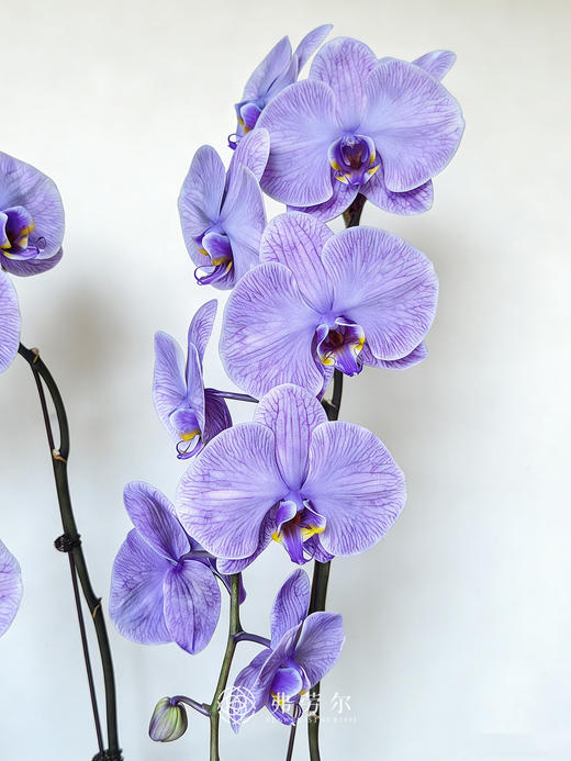 马年丰收 商品图2