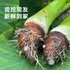 【荔浦芋头】粉糯香甜个大饱满 营养丰富~ 商品缩略图2