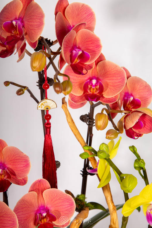 马鸣春晓 商品图2