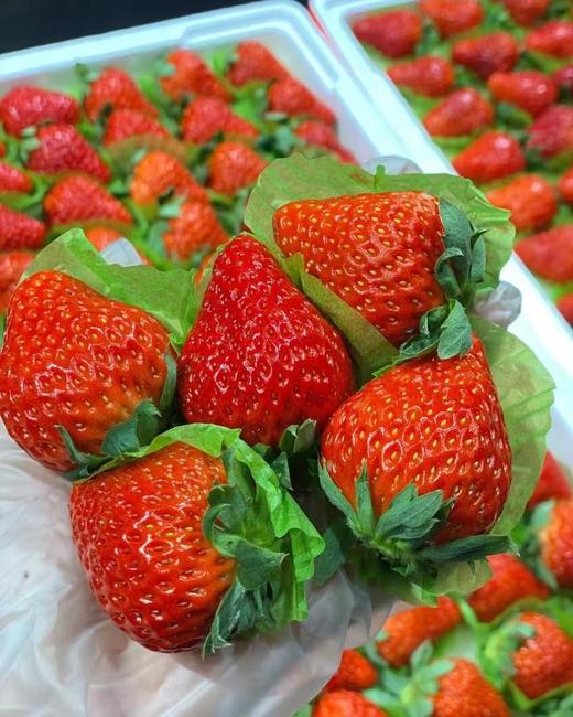 【产地优选】19.9元每板  35粒 奶油草莓（板） 商品图1
