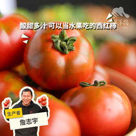 生态草莓西红柿/番茄（包邮） | 绿家自产*Ecological tomato | In-House Production
