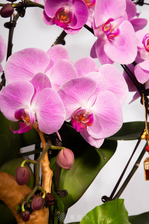 马上有福 商品图2