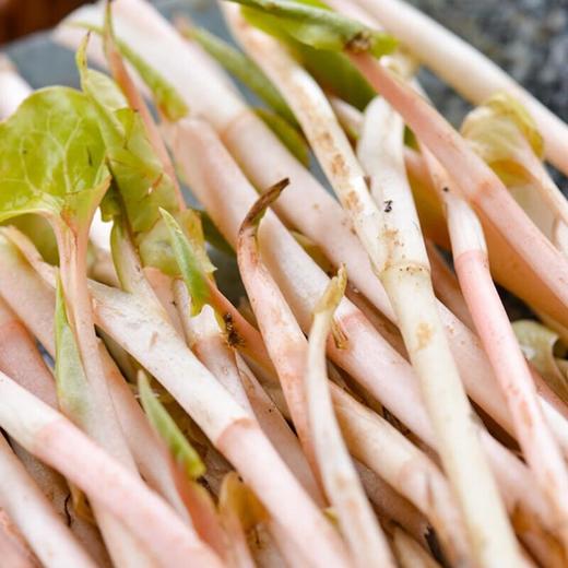 折耳芽 约100g/份  折耳根 商品图2