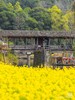 江西&安徽·寻仙游记 - 纯玩双飞7日游【邻居专团】 商品缩略图2
