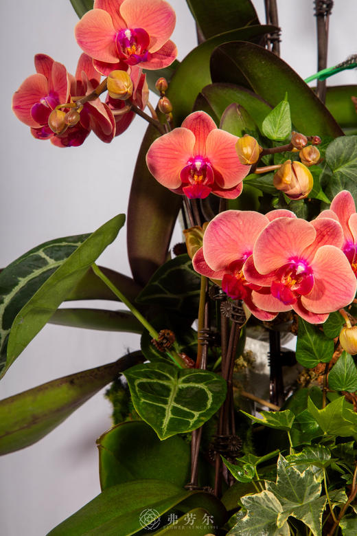 马上团圆 商品图3