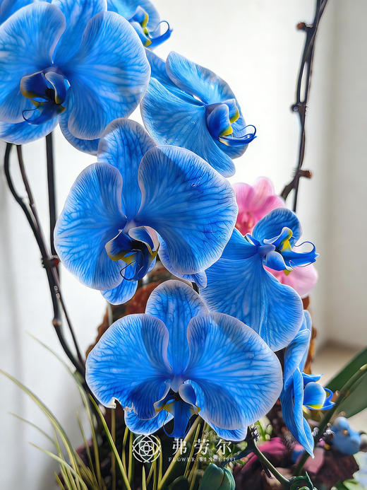 腰缠万贯 商品图1