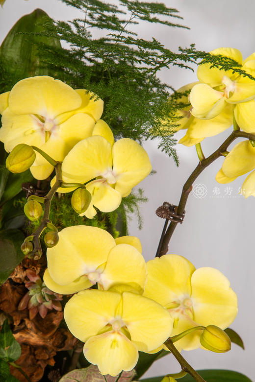 马上好运 商品图2