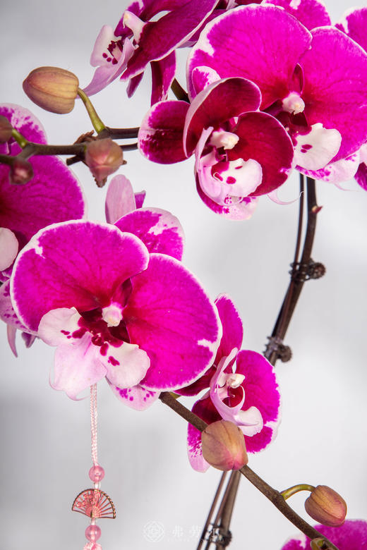 马上团圆 商品图2