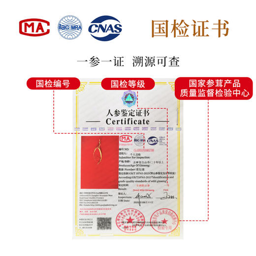 正安·国检认证野山参 长白山人参基地直采  一参一证  溯源可查【不可用券】 商品图2