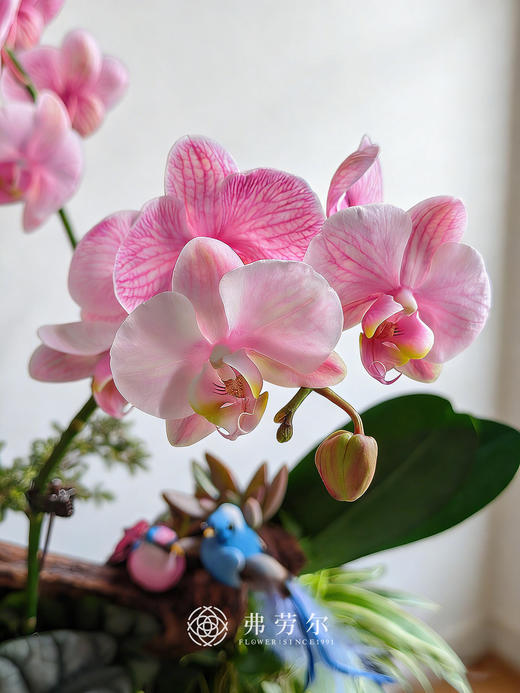 腰缠万贯 商品图2