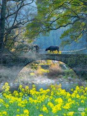 江西&安徽·寻仙游记 - 纯玩双飞7日游【邻居专团】