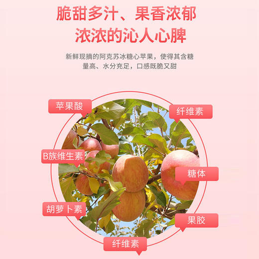【新疆阿克苏苹果】脆甜多汁现摘现发 果香浓郁果肉细腻（2.9起停发）（2.9-2.24停发） 商品图2