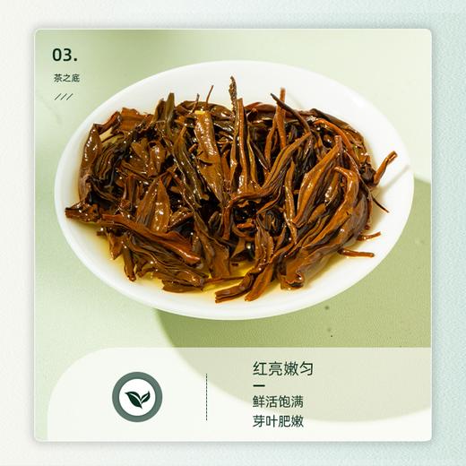 【祁门红茶】乌润卷曲金毫显露 蜜香浓郁醇厚回甘（2.15-2.22停发） 商品图3