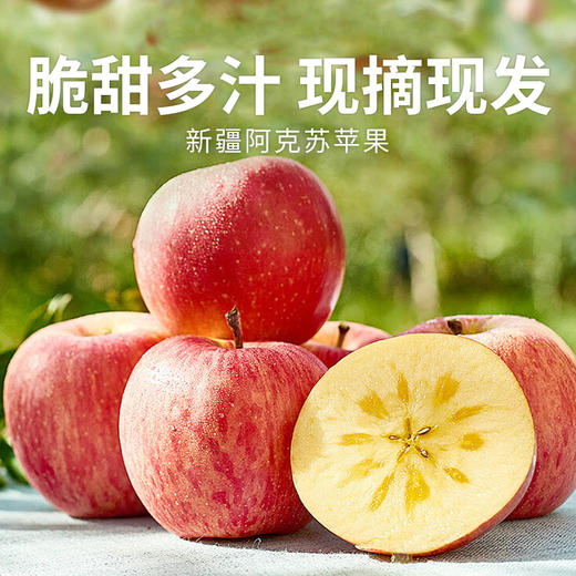 【新疆阿克苏苹果】脆甜多汁现摘现发 果香浓郁果肉细腻（2.9起停发）（2.9-2.24停发） 商品图0