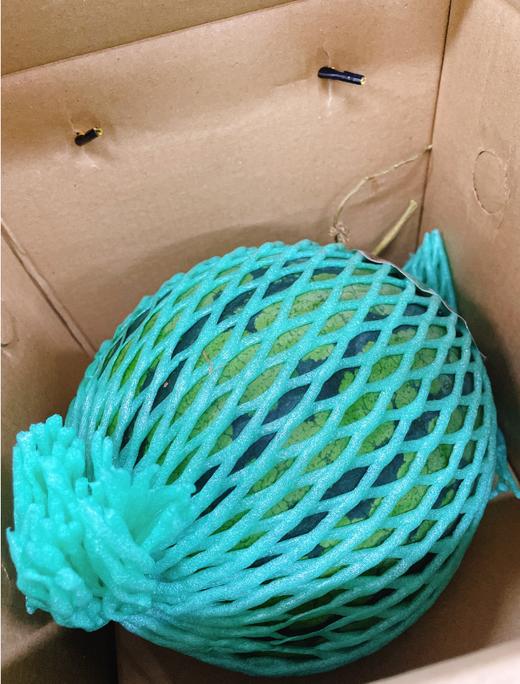 孙蜜麒麟西瓜一个 商品图0
