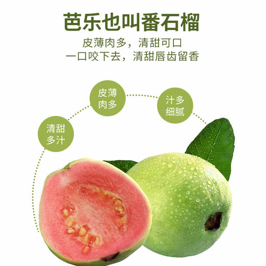 【芭乐】树熟芭乐果香四溢清甜爽口 冰淇淋口感软糯香甜（红心/白心）（2.12-2.24停发） 商品图3