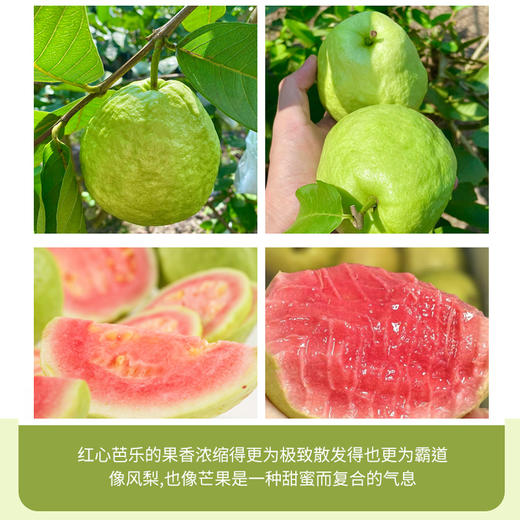 【芭乐】树熟芭乐果香四溢清甜爽口 冰淇淋口感软糯香甜（红心/白心）（2.12-2.24停发） 商品图10