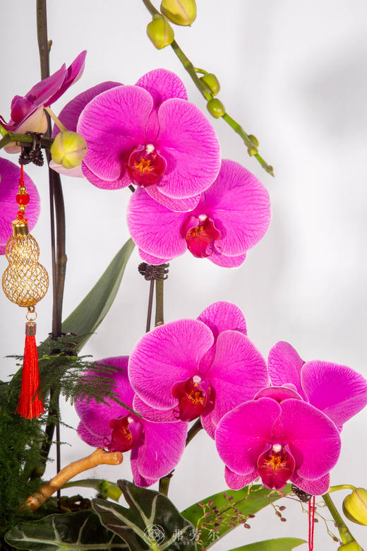 马上甜蜜 商品图2