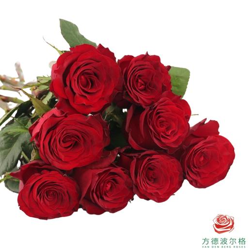 【预售玫瑰】 商品图0