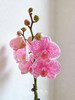 锦绣前程-粉盆马卡龙蝴蝶兰粉 商品缩略图2