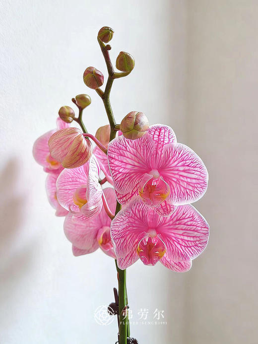 锦绣前程-粉盆马卡龙蝴蝶兰粉 商品图2