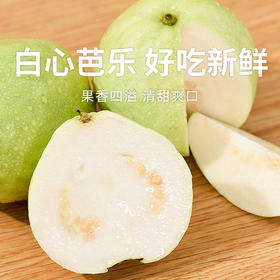 【芭乐】树熟芭乐果香四溢清甜爽口 冰淇淋口感软糯香甜（红心/白心）（2.12-2.24停发）