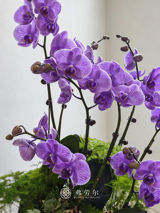 前途无量 商品图2