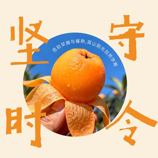 【米易枇杷】树熟枇杷皮薄肉厚鲜甜多汁 果型饱满色泽金黄（2.9-2.24停发） 商品图4