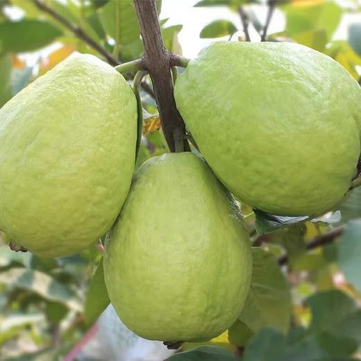 【芭乐】树熟芭乐果香四溢清甜爽口 冰淇淋口感软糯香甜（红心/白心）（2.12-2.24停发） 商品图7