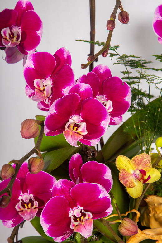 马上开心 商品图2