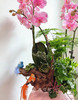 锦绣前程-粉盆马卡龙蝴蝶兰粉 商品缩略图1