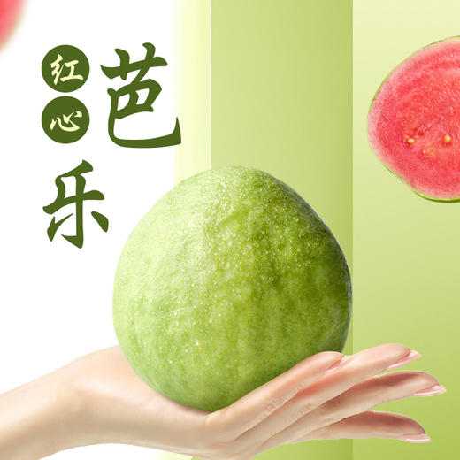 【芭乐】树熟芭乐果香四溢清甜爽口 冰淇淋口感软糯香甜（红心/白心）（2.12-2.24停发） 商品图2