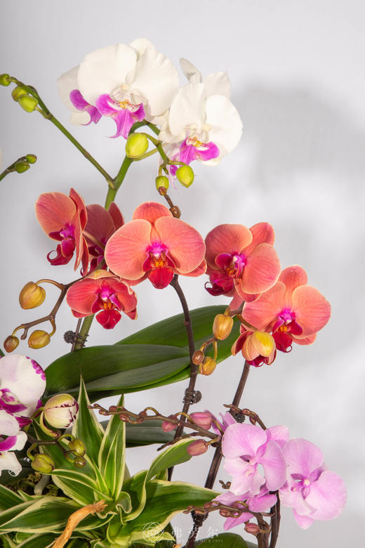 马上暴富 商品图2