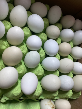 50枚绿皮鸡蛋