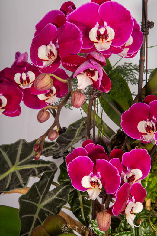 马驰家兴 商品图2