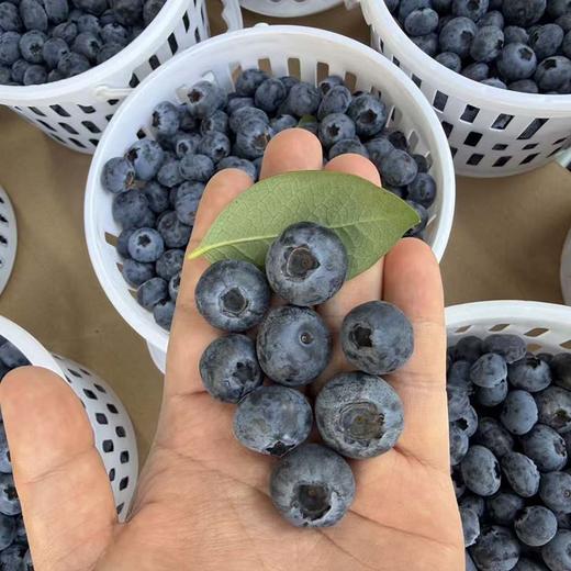 云南「花香脆蓝莓」大果18mm➕ 1kg 商品图0