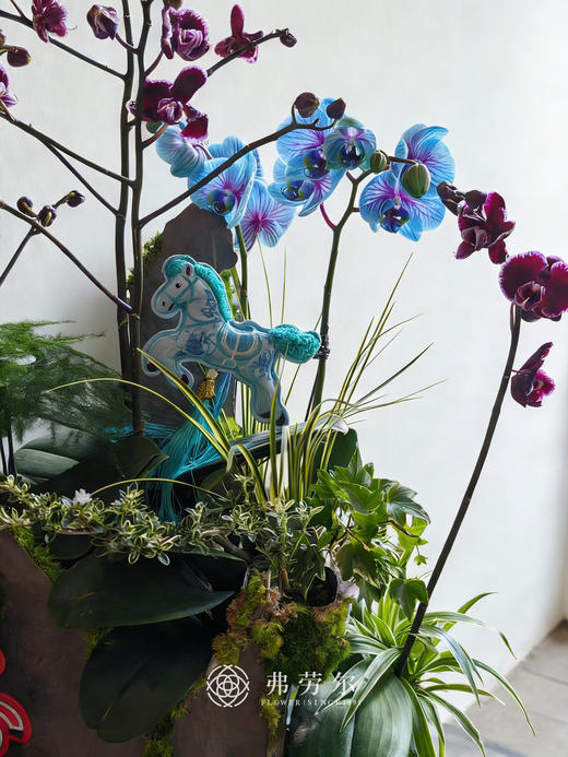 鸿业远图-白色碟盆蝴蝶兰 商品图2