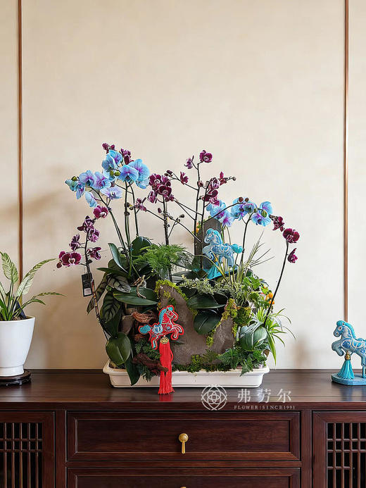 鸿业远图-白色碟盆蝴蝶兰 商品图0