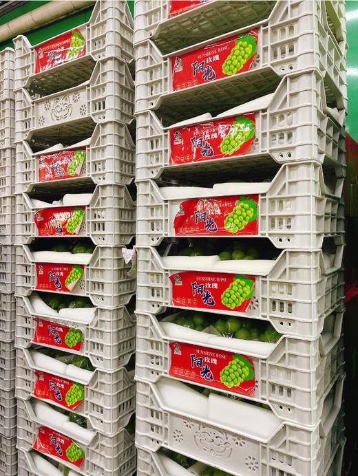 白框晴王一箱 商品图3