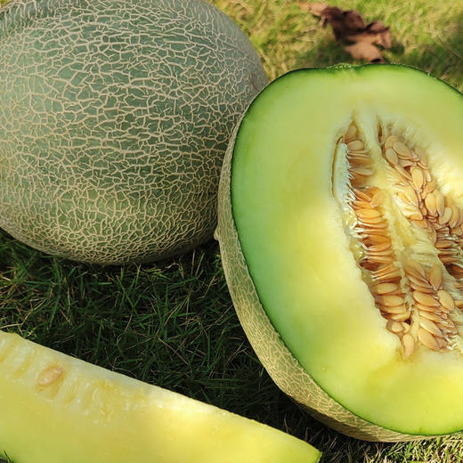 【海南牛三蜜瓜】软糯甜蜜奶香浓郁 脆甜多汁（2.10-2.24停发） 商品图5