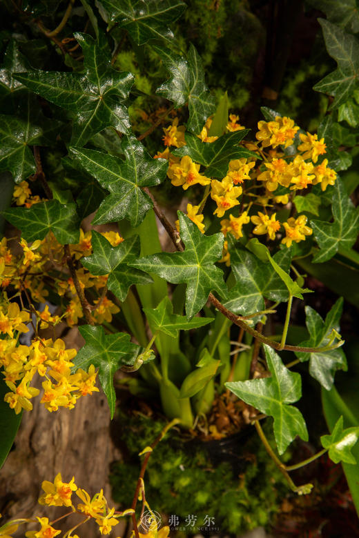 骏马驮春 商品图3