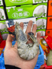 黑虎虾一盒 商品缩略图3