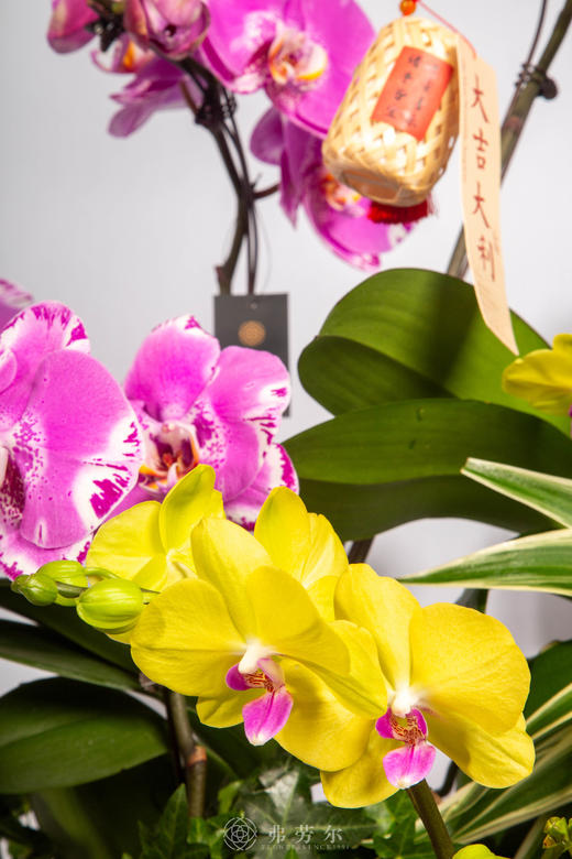 骏马驮春 商品图4