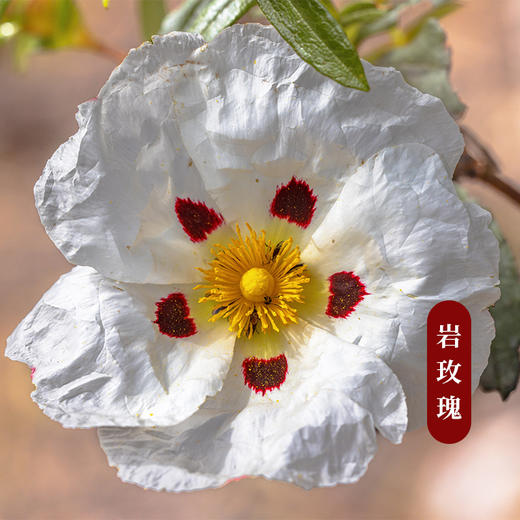 正安优选 植晓岩玫瑰精油5ml 商品图1