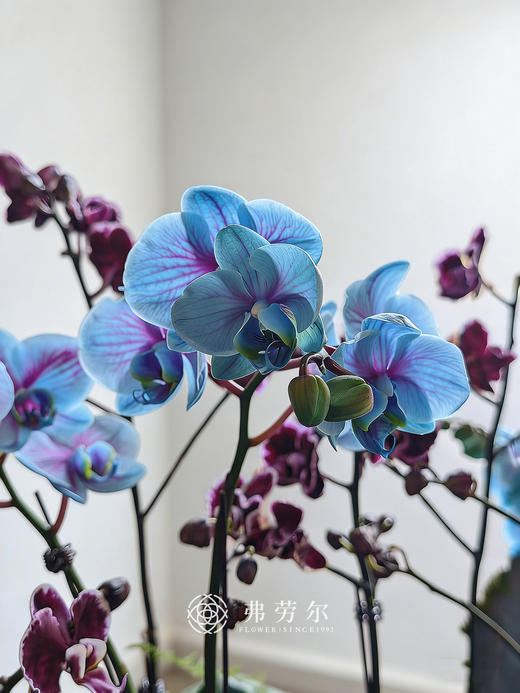 鸿业远图-白色碟盆蝴蝶兰 商品图3